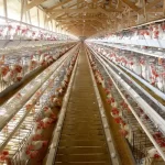 China suspende habilitação de 21 frigoríficos de frango do Paraná após caso de gripe aviária no RS