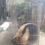 POLÍCIA MILITAR AMBIENTAL REALIZA CAPTURA DE TAMANDUÁ-MIRIM EM ÁREA URBANA DE GUARAPUAVA