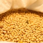 Safra de grãos do Paraná deve ter aumento de 306 mil toneladas, aponta IBGE